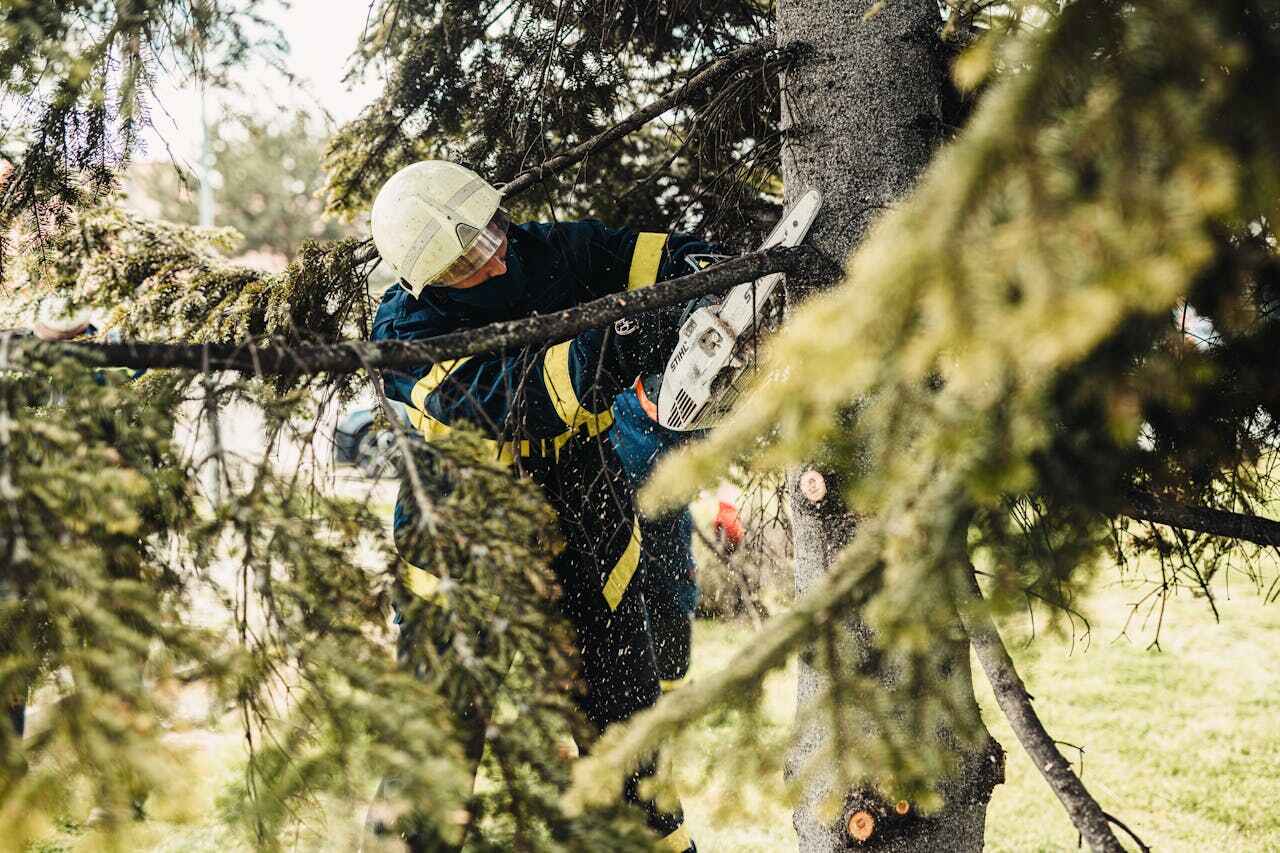 Best Tree Cutting Near Me  in USA